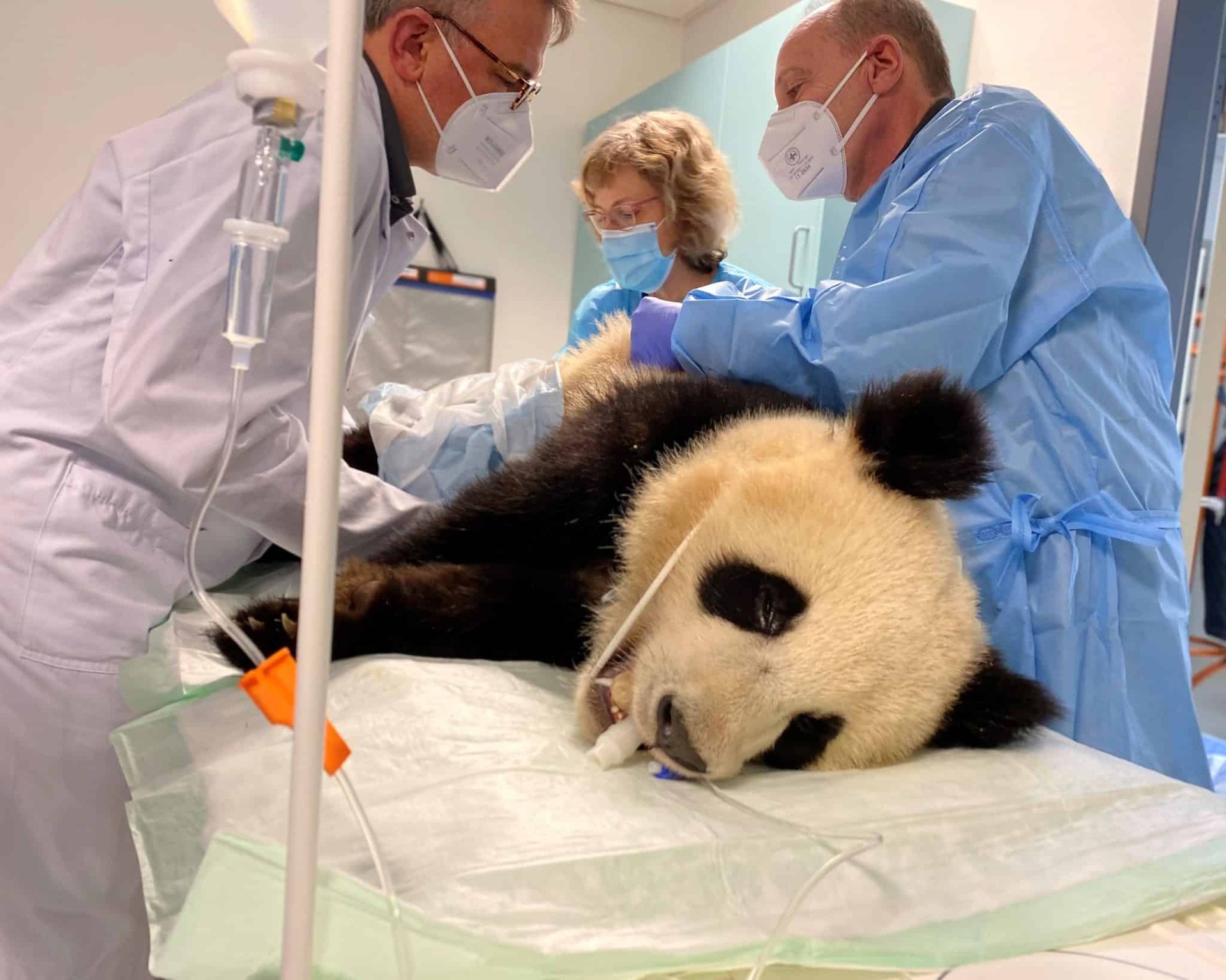 Panda Pit krank (Fotos Zoo Berlin, PM: Published by Zoologischer Garten Berlin AG)