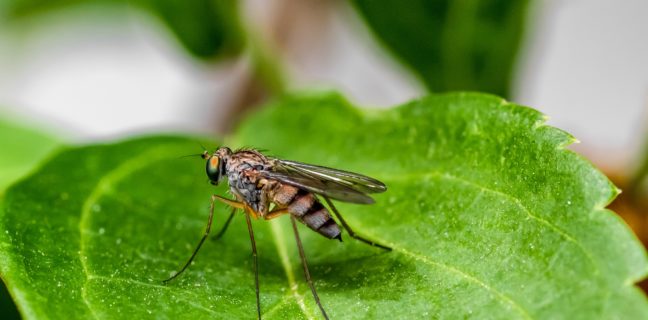 Erste Fälle von West-Nil-Fieber in Italien West-Nil-Fieber in Italien, moskito, insekt, mosquito