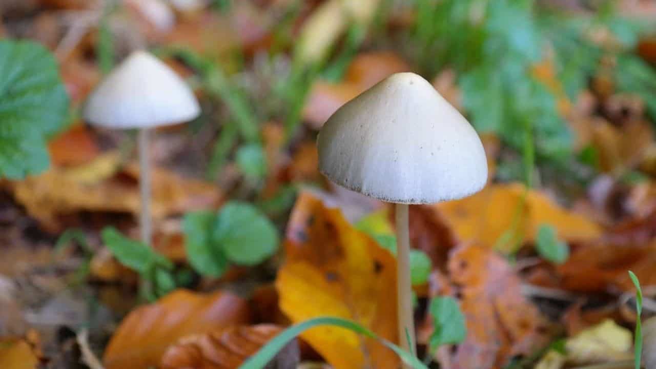 Pilze – Berauschend gefährlich img-2