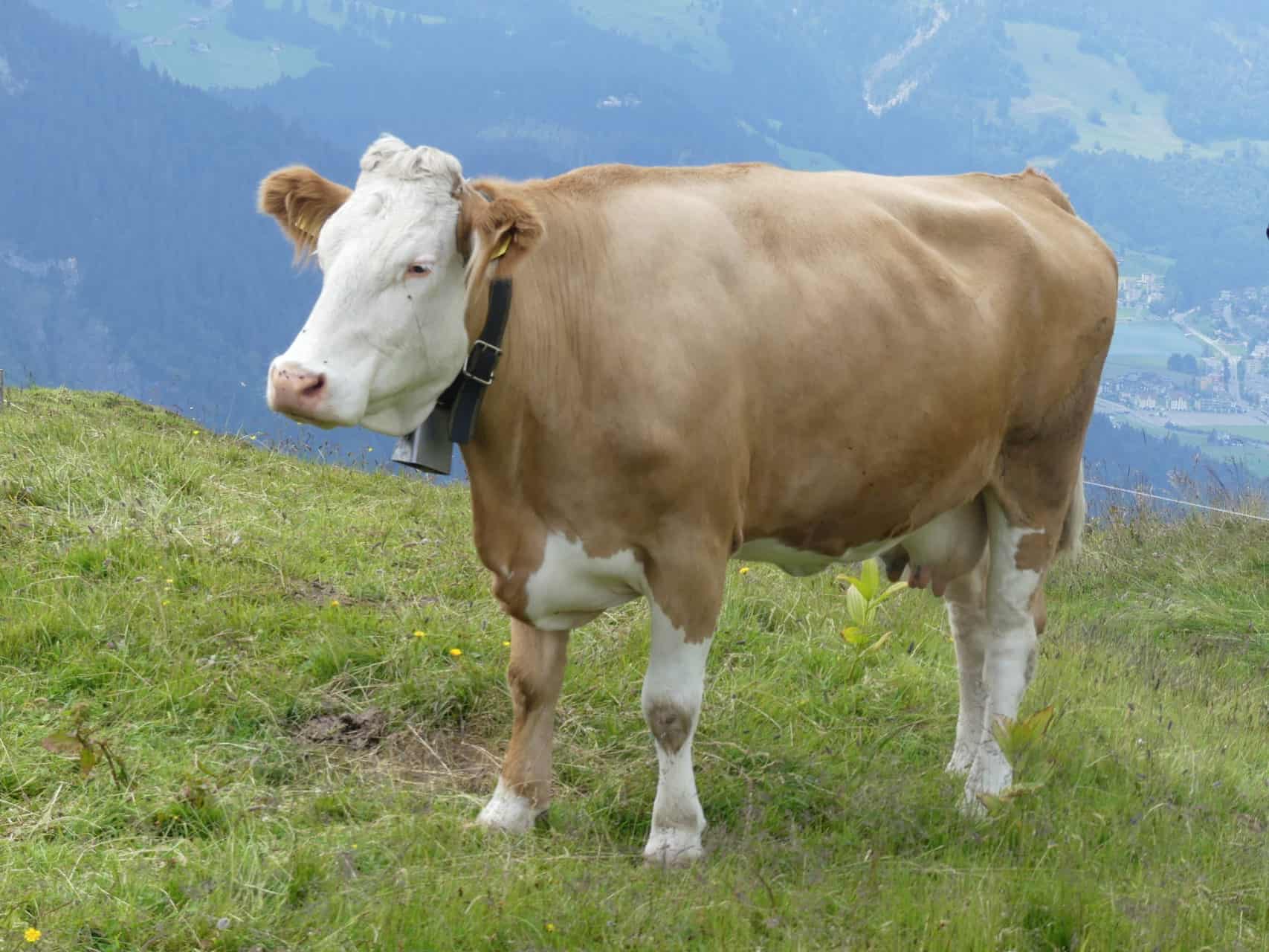 Geländefähige Wegbegleiter