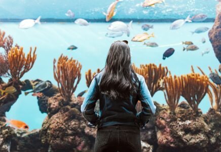 Top 20 Sehenswürdigkeiten von Bermuda für den Familienurlaub Photo Bermuda Aquarium