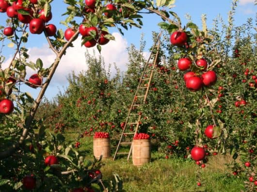 Tipps zum Saisonstart im Schrebergarten – Frühlingsfrische für Deinen Garten Urlaub auf dem Bauernhof,äpfel, obstgarten, apfelbäume