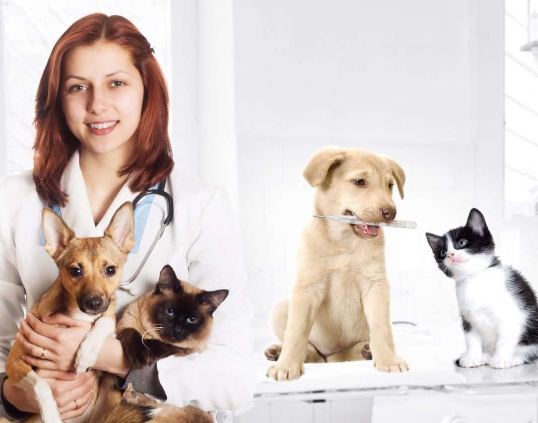 Animal Doctors: The Heroes We Need Tierarzt
