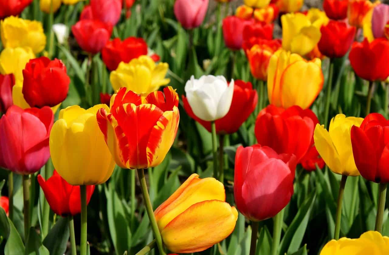 Dein Garten – Dein Reich Tulpen Blumen Bunt Farbenprächtig Frühlingsblumen