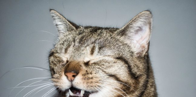 Warum macht man beim Niesen die Augen zu? Warum macht man beim Niesen die Augen zu? katze, tier, niesen