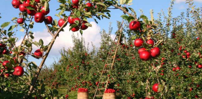 Tipps zum Saisonstart im Schrebergarten – Frühlingsfrische für Deinen Garten Urlaub auf dem Bauernhof,äpfel, obstgarten, apfelbäume