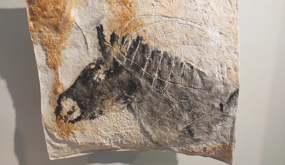 In der Grotte Cosquer und im Bestinarium