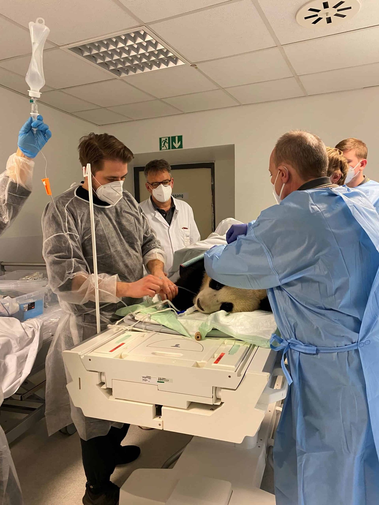 Panda Pit krank (Fotos Zoo Berlin, PM: Published by Zoologischer Garten Berlin AG)