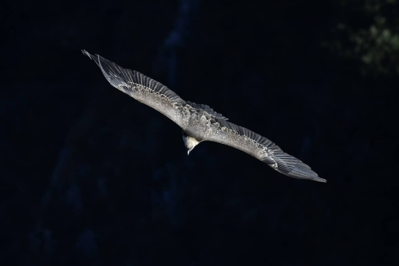 Dein Recht auf dem Spielplatz Geier Tawny Vogel Raptor Schnitzeljagd Natur