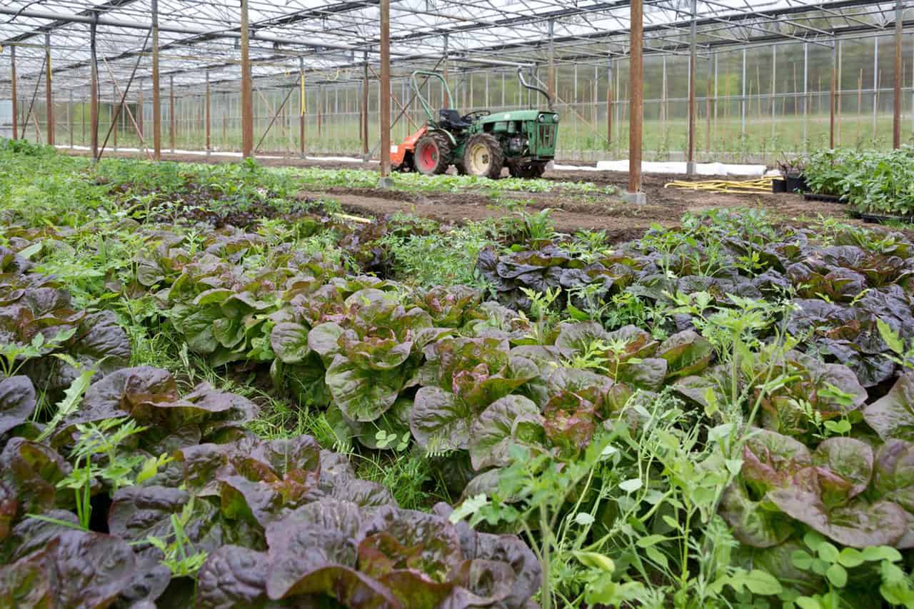 Schloss Fleesensee - Gewächshaus für Schlossküche