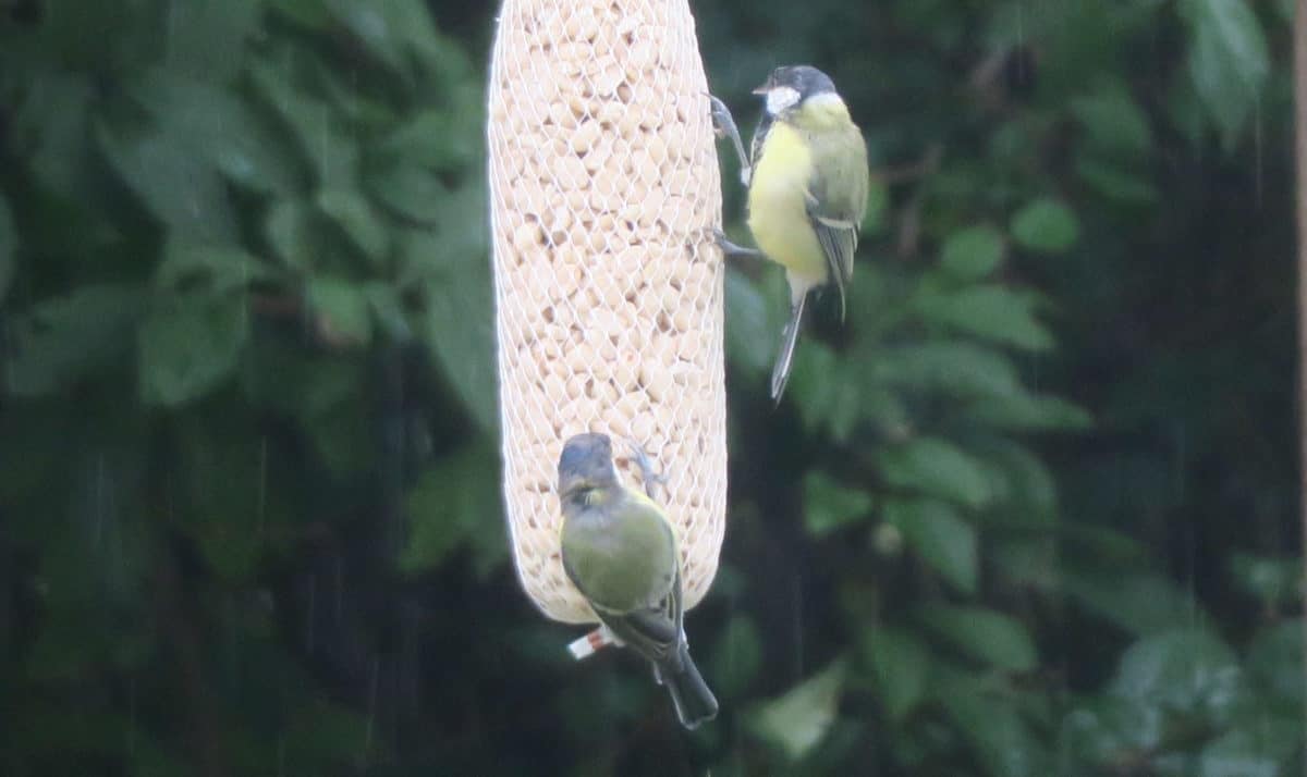 Tiere füttern: Der hat bestimmt Hunger… Vogelfütterung im Garten