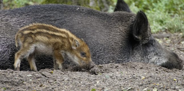 Was tun bei Wolf und Wildschwein Was tun bei Wolf und Wildschwein, wildschwein, tier, tierwelt