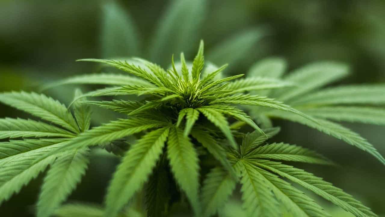 CANNABIS VERÄNDERT DAS GEHIRN DES EMBRYOS – FRAUENÄRZTE WARNEN VOR CANNABIS IN DER SCHWANGERSCHAFT img-6