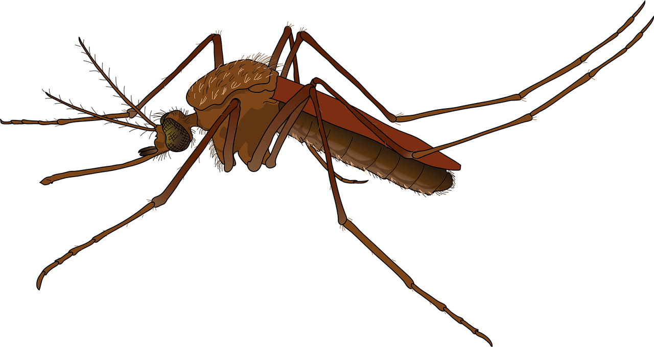 Gib Mücken keine Chance – Brazilien Gesundheit Moskito Nachrichten Virus Die