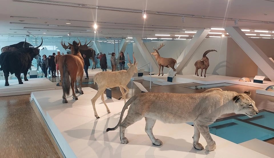 In der Grotte Cosquer und im Bestinarium