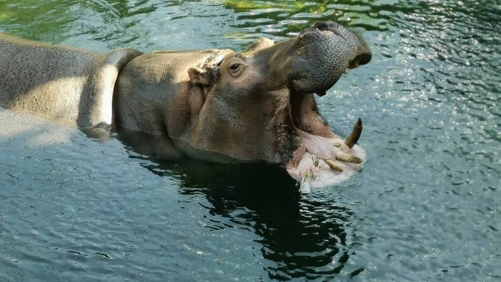 Wenn die ersten Zähnchen das Zahnfleisch durchstoßen img-10