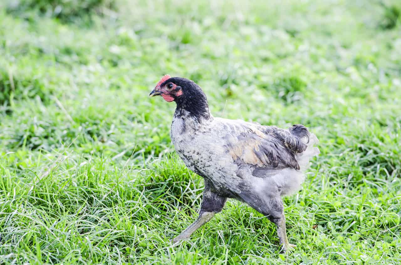 Schloss Fleesensee - Araucana-Huhn