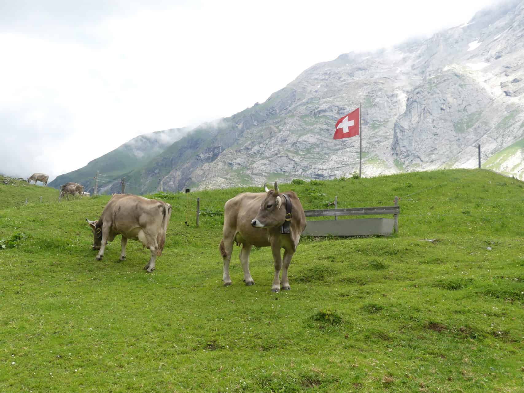 Kuh mit Schweizer Flagge