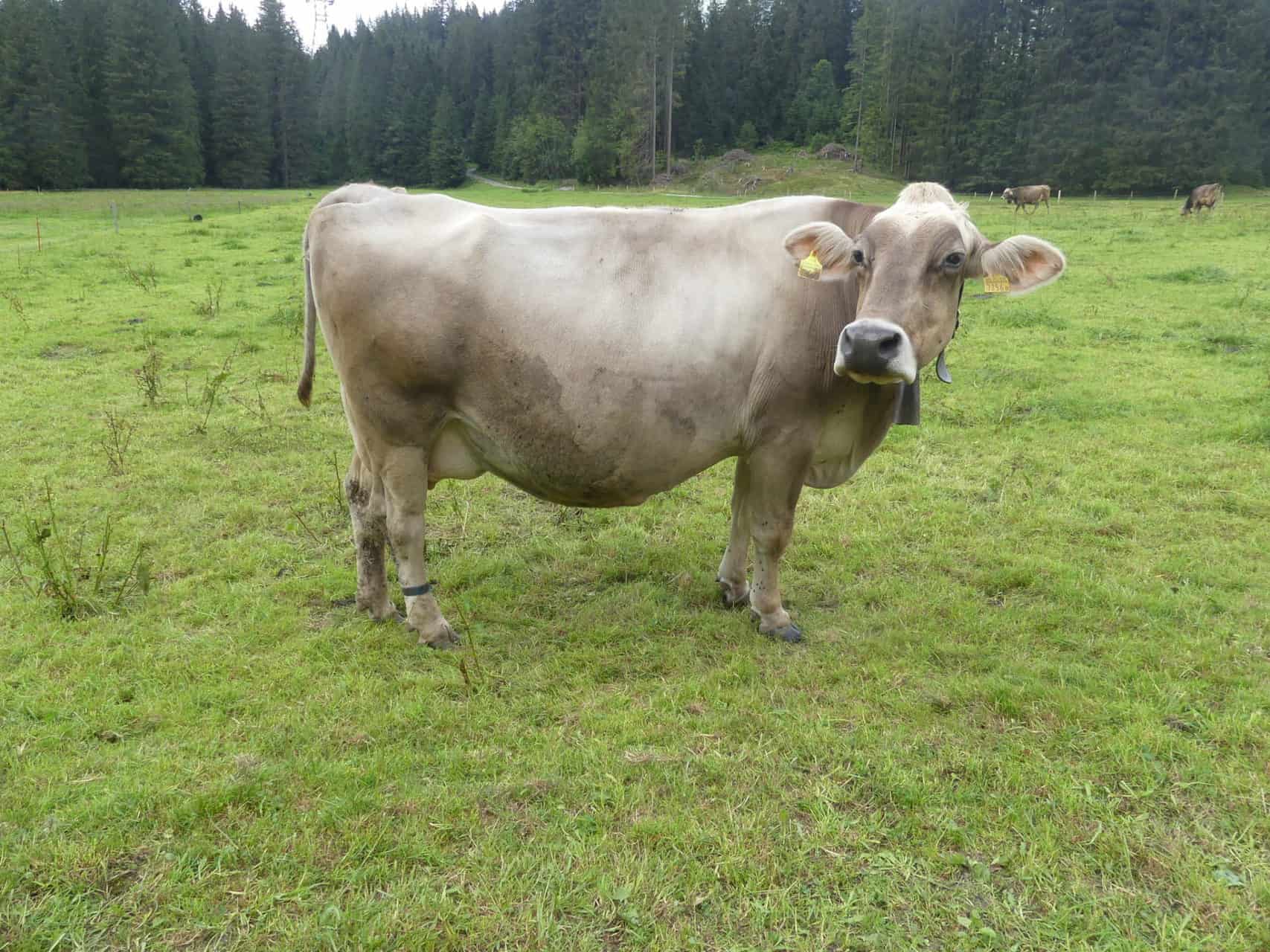 Beim Trail: Schau mir in die Augen, Kuh