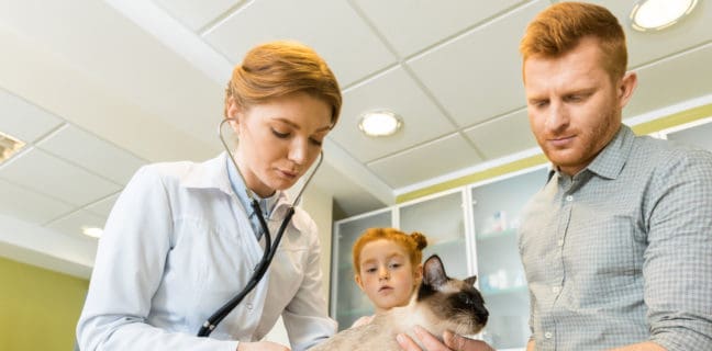 Tierarzt – Traumberuf oder Horror-Job veterinary ausculting cat with stethoscope
