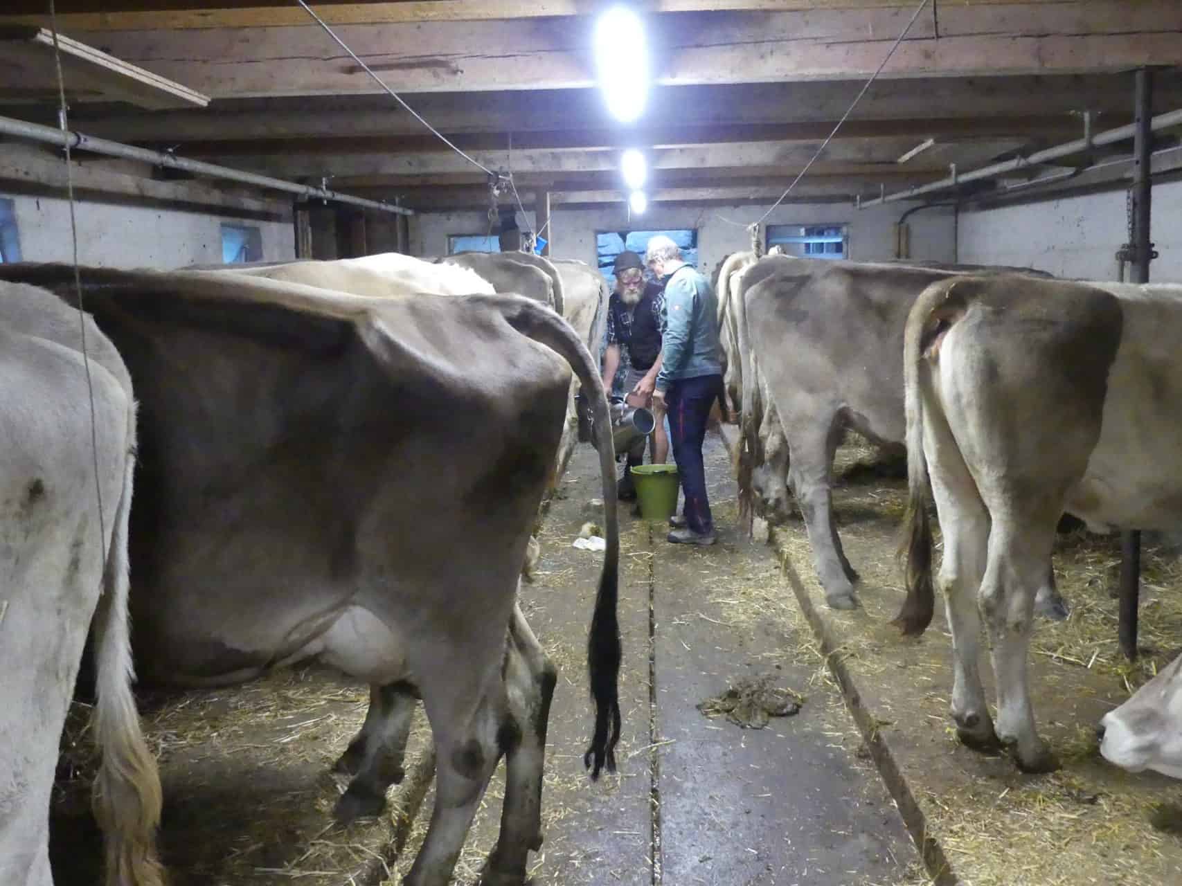 Im Kuhstall auf der Alp