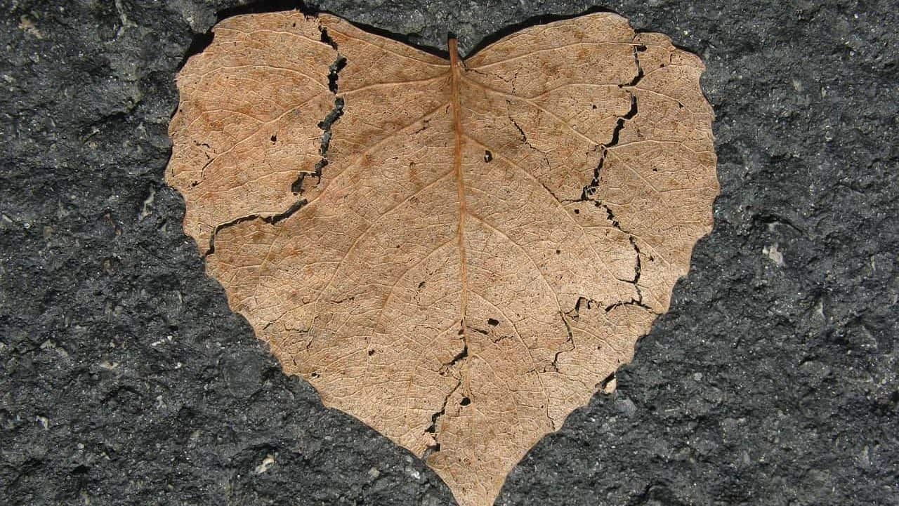 Broken-Heart-Syndrom – das gebrochene Herz als Todesursache? Herz Gebrochen Naturliebe Form Blatt Herbst