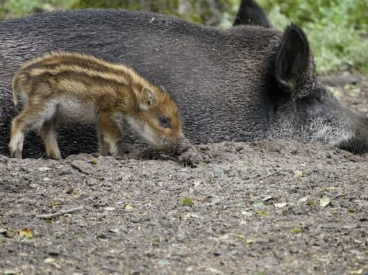 Was tun bei Wolf und Wildschwein Was tun bei Wolf und Wildschwein, wildschwein, tier, tierwelt