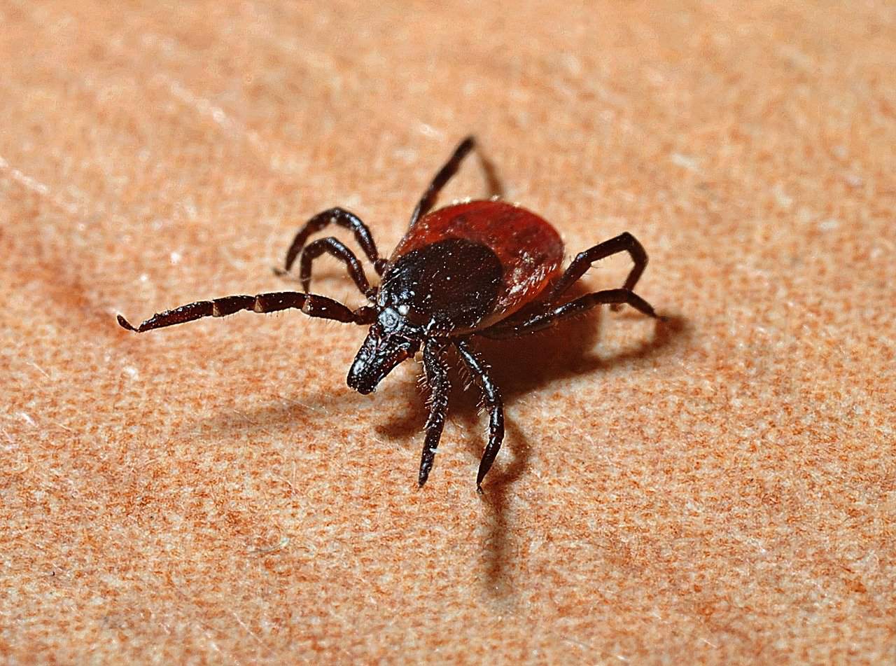 Gefahr durch Zecken Tick Lyme-Borreliose Zecken Beißen Gefahr