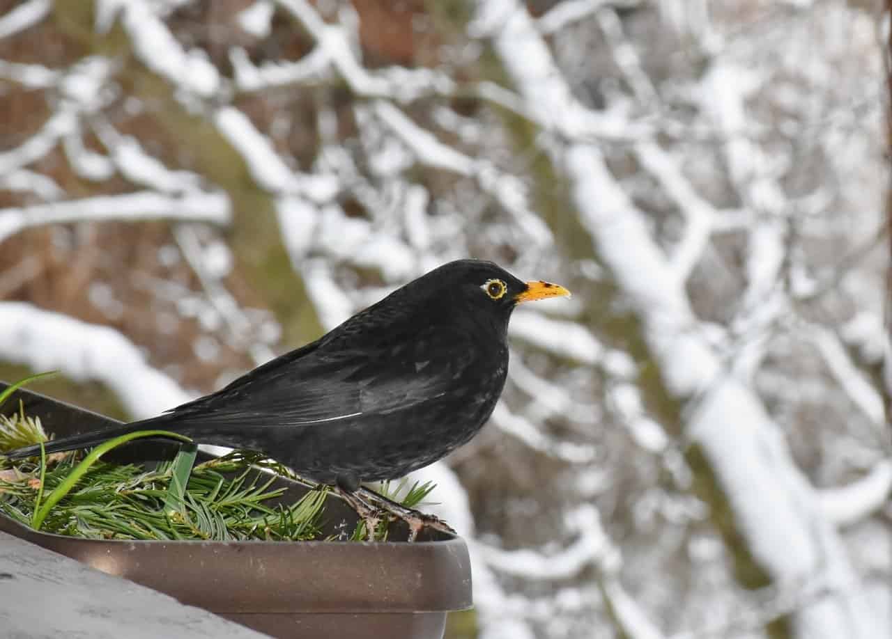 Jubel, Trubel, Heiterkeit im kleinen Vogelhaus – Vögel im Winter füttern Amsel Schwarz Vogel Natur Tier Gefieder Schnabel