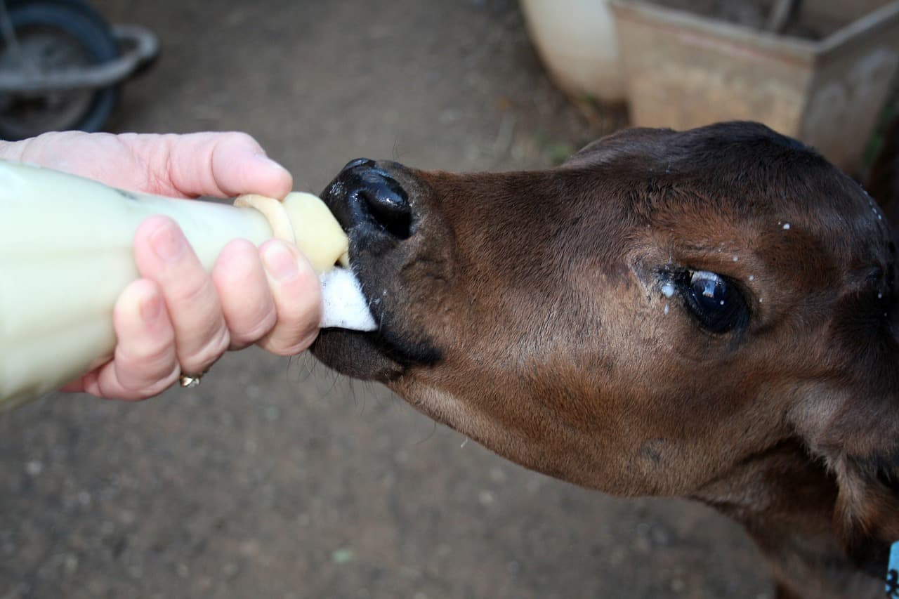 Nachfrage nach Babyflaschen aus Glas steigt stark an kalb hand-rückseite flasche milch sauger baby