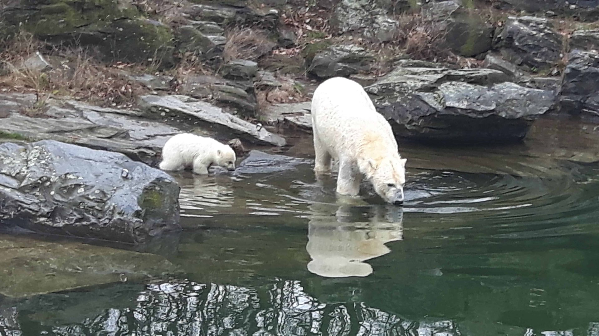 Eisbärbaby Berlin – Premiere im Tierpark Berlin – Bilder Eisbären Baby im Tierpark Berlin (Foto Hans-Peter Gaul)
