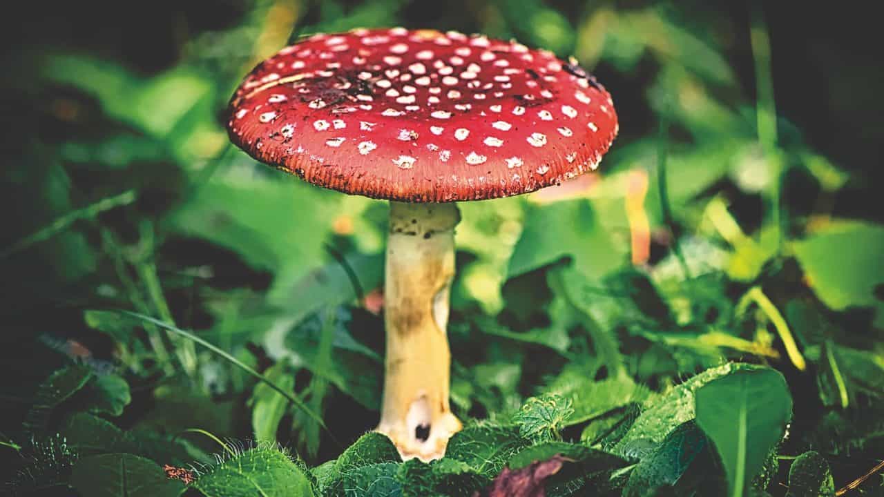 Vergiftungen und Verätzungen img-16