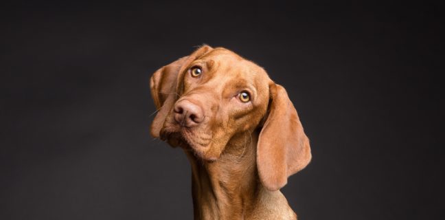 Hund im Büro – Haustiere im Büro erlaubt? Hund im Büro - Haustiere, hund, haustier, eckzahn