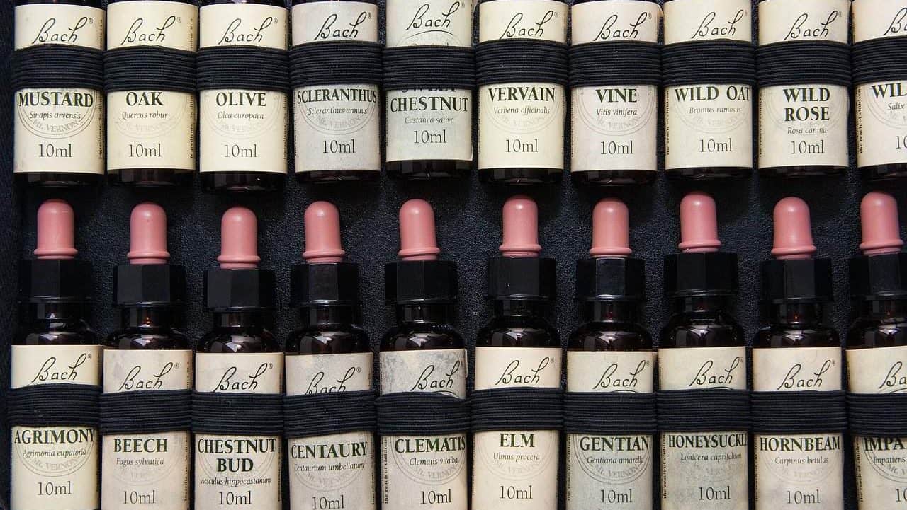 Bachblütenarten nach Dr. Bach – Nr. 5 Cerato img-17