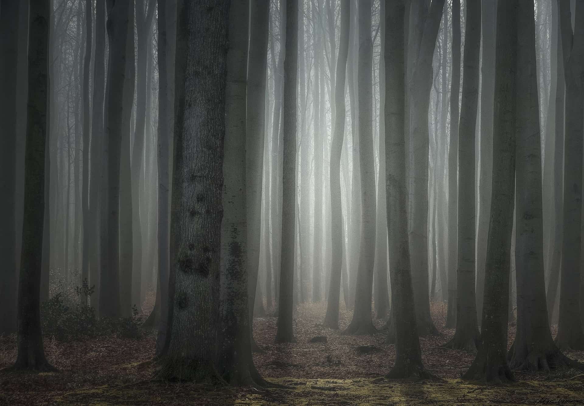 COOL: Die fünf schönsten Wälder in Deutschland für die kleinere oder größere Auszeit natur,wald,bäume,licht,morgen,morgenstimmung,geäst,baumstamm,gespensterwald,nienhagen,