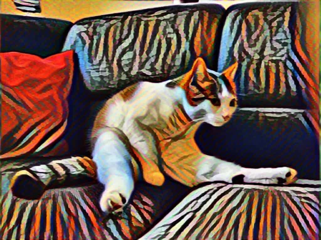 Tierisches Familienmitglied gesucht Katze