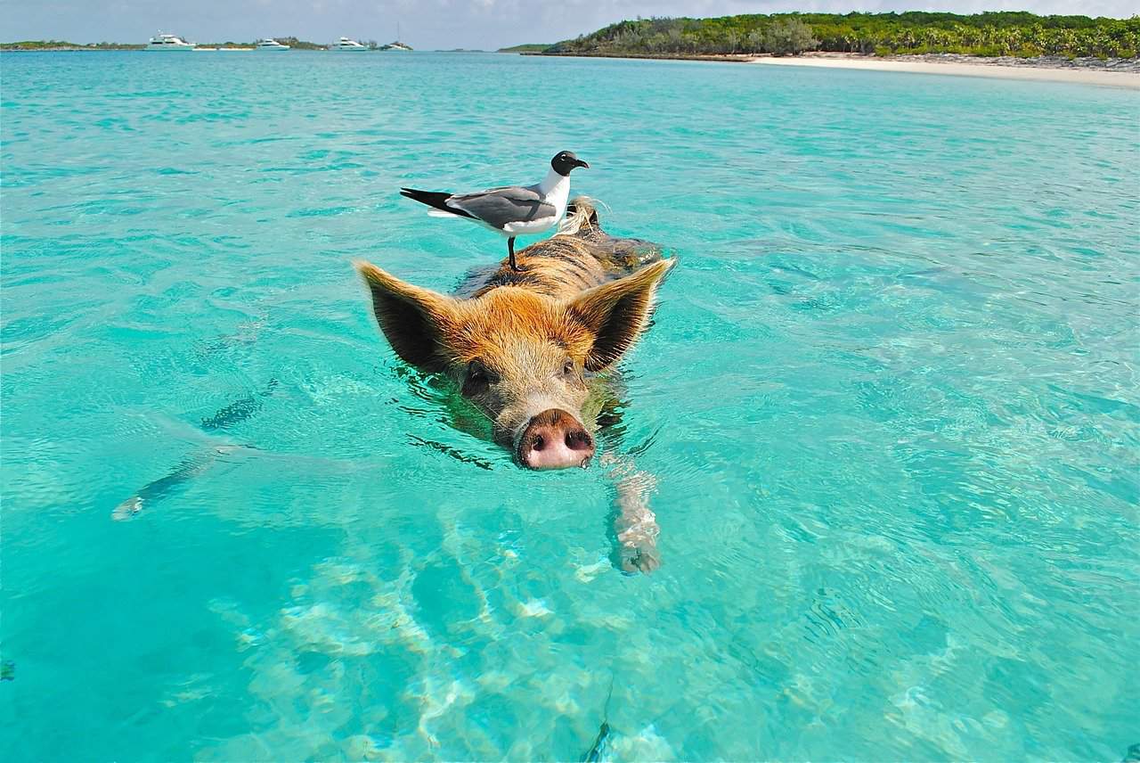 Schweinegrippe – eine (tödliche) Gefahr für Schwangere? Staniel Cay Schwimmen Schwein Möwe Fisch Exumas