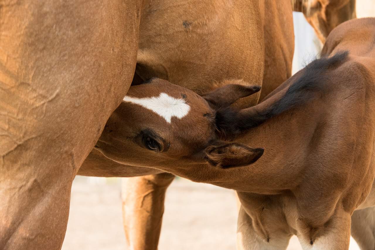 So schützen Sie Ihr Baby vor Allergien fohlen stute trinken säugen tier mutter kind