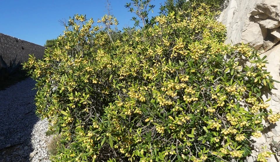 Flora auf den Frioul-Inseln