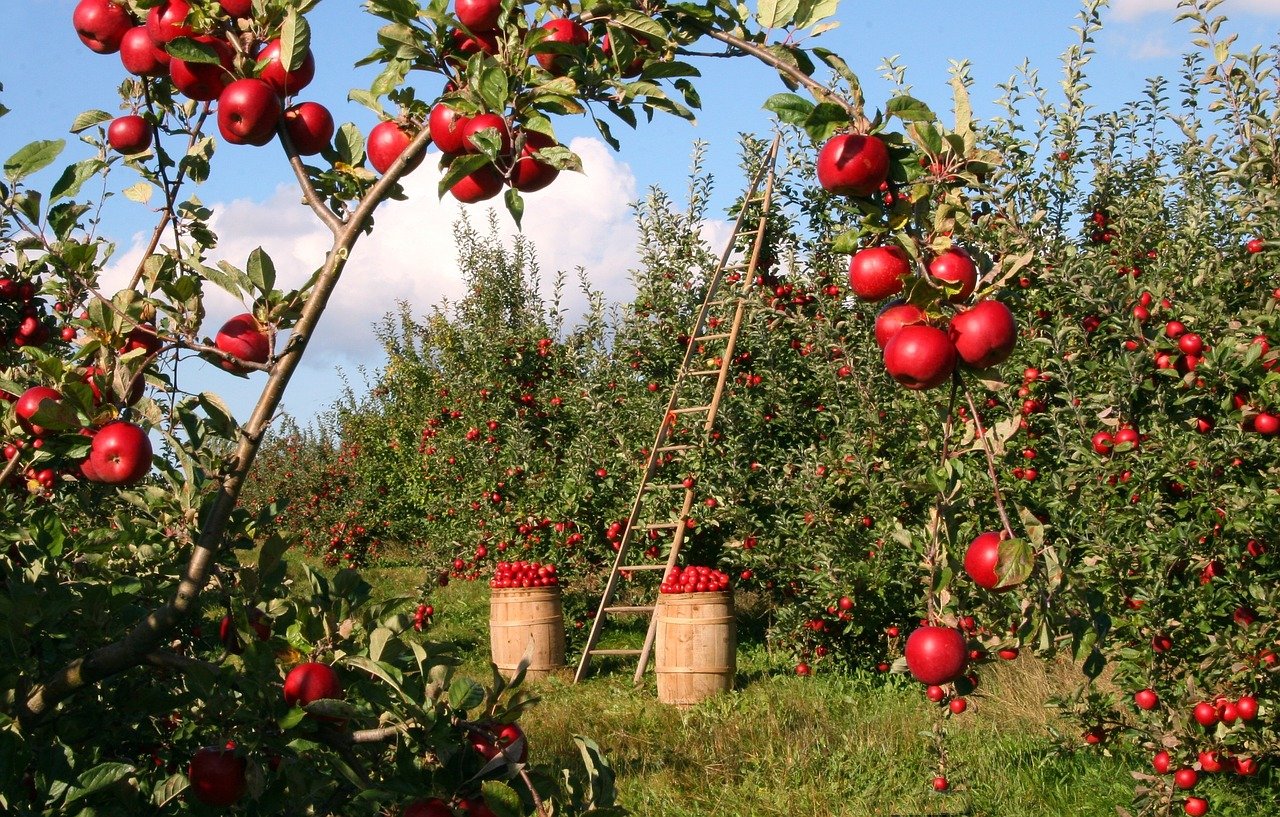 Die eigene Ernte verkaufen Apple Obstgarten Apfelbäume Rot Grün Leiter Ernte