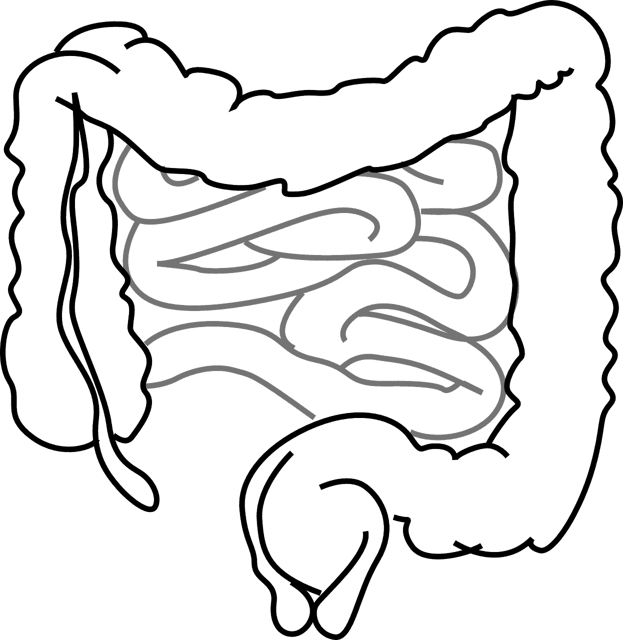 Gesunde Darmflora macht dünn Darm Mut Magen Darm Verdauungssystem Bauch