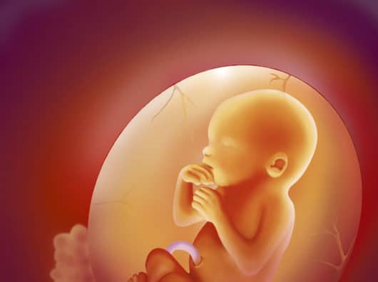 Cord Blood Banking: What Parents Need to Know Placing the fetus