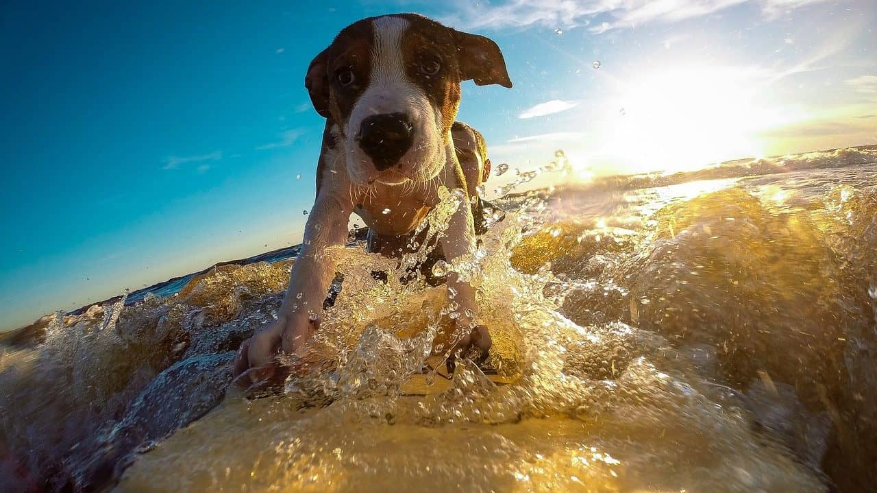 Mit dem Haustier in den Urlaub img-5