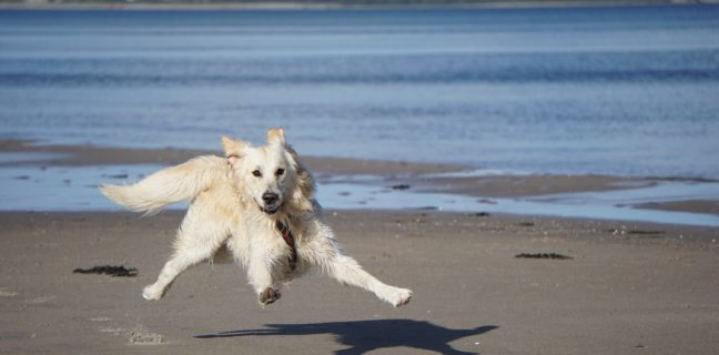 Der „Fett-weg-Hund“ – Roboterhund soll Herrchen beim Abnehmen helfen roboterhund, hund, golden retriever, haustier
