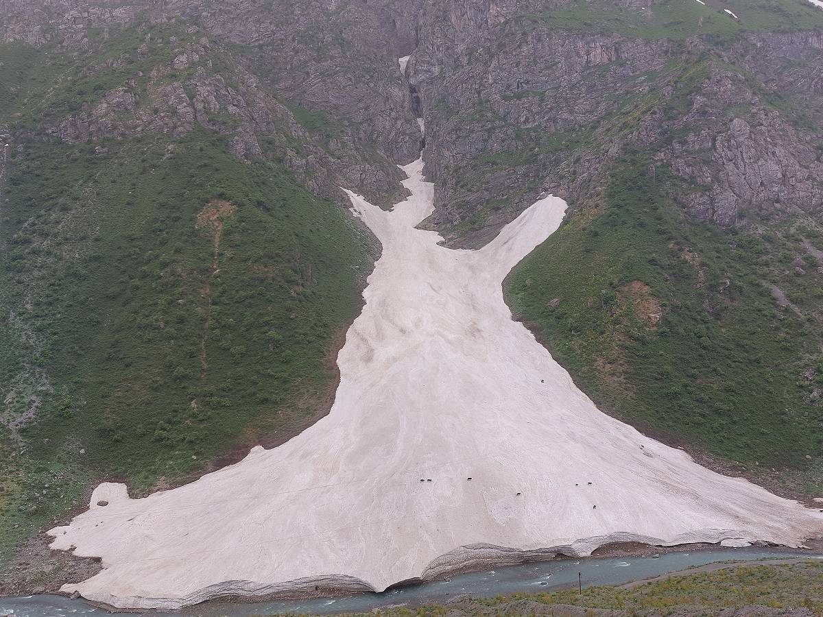 Kühe auf einer Schneezunge. Foto: Dr. Ronald Keusch