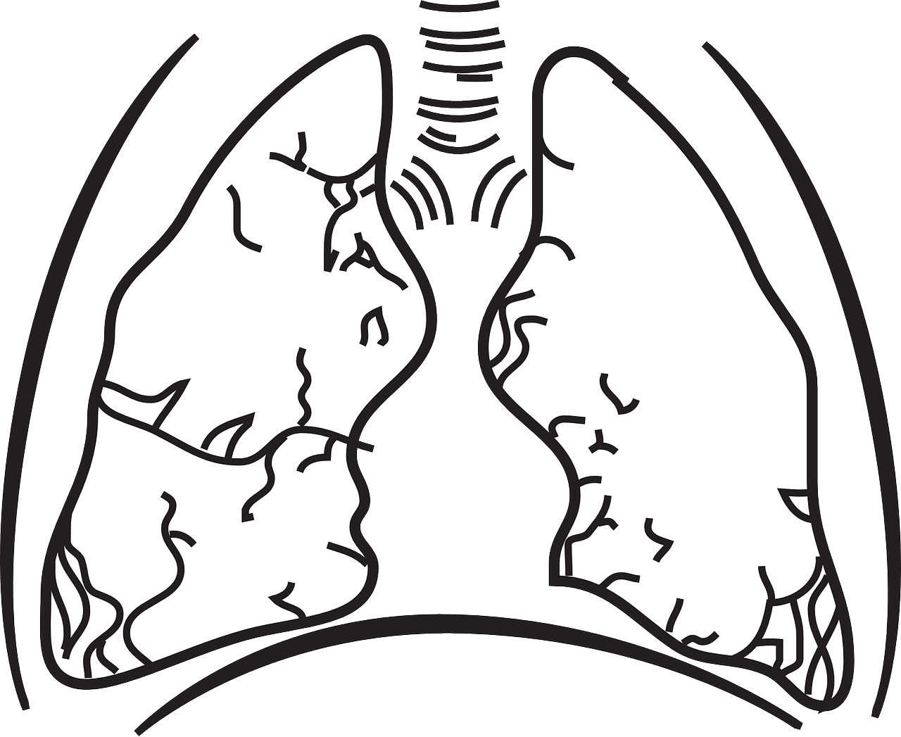 Lunge Atmung Anatomie Medizin