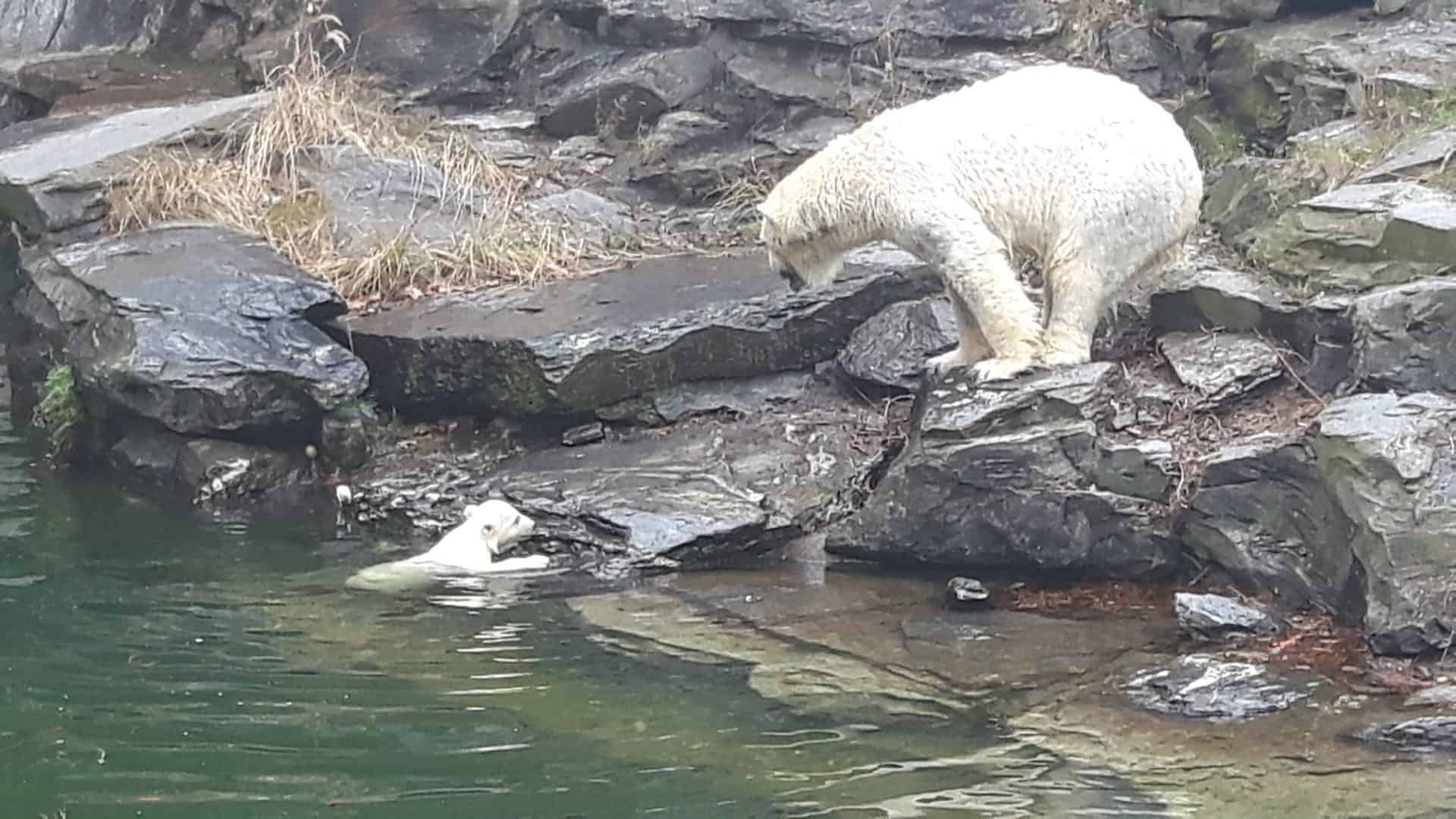 Eisbären Baby im Tierpark Berlin (Foto Hans-Peter Gaul) Eisbärbaby Berlin.