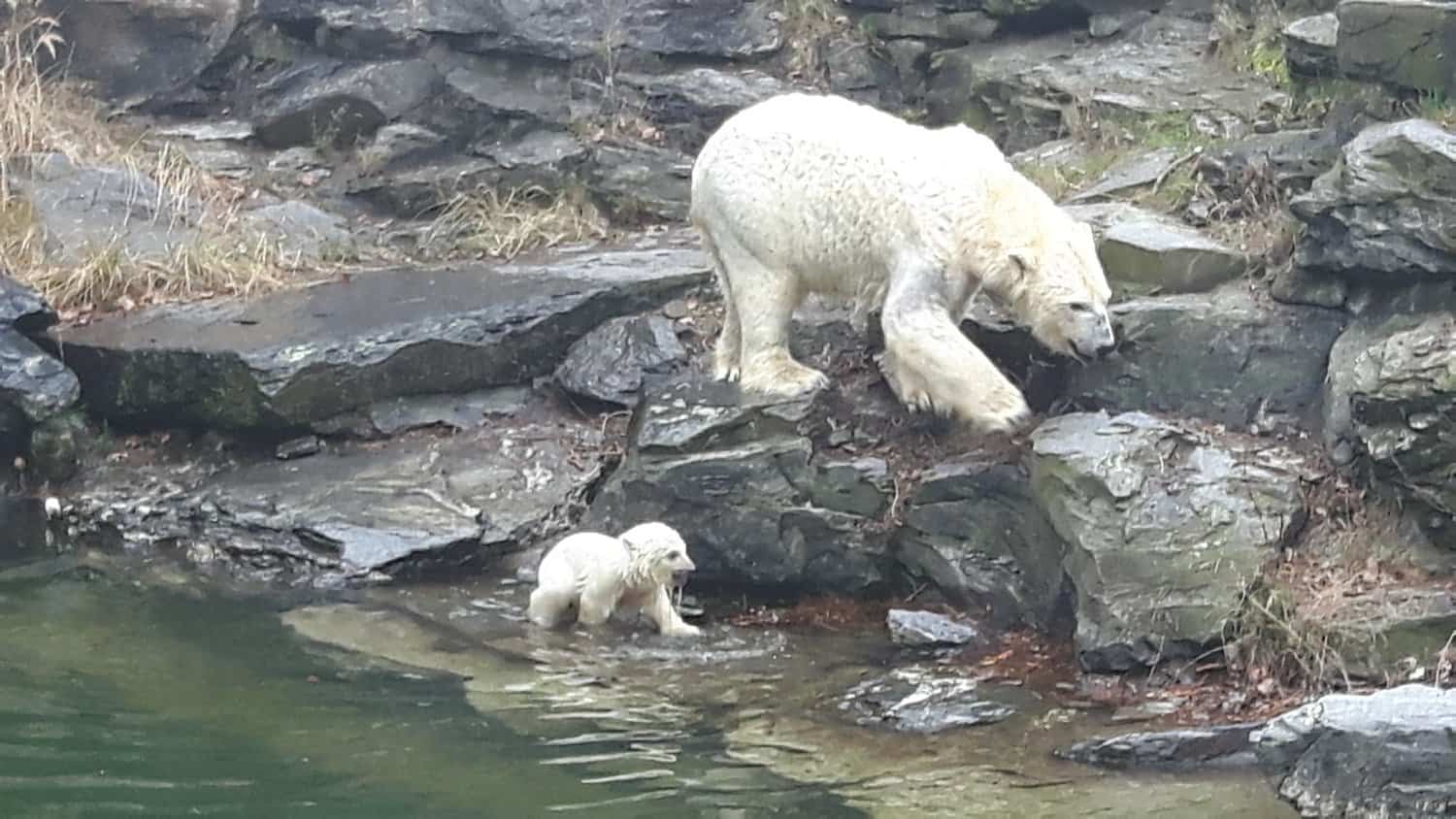 Eisbären Baby im Tierpark Berlin (Foto Hans-Peter Gaul). Eisbärbaby Berlin.