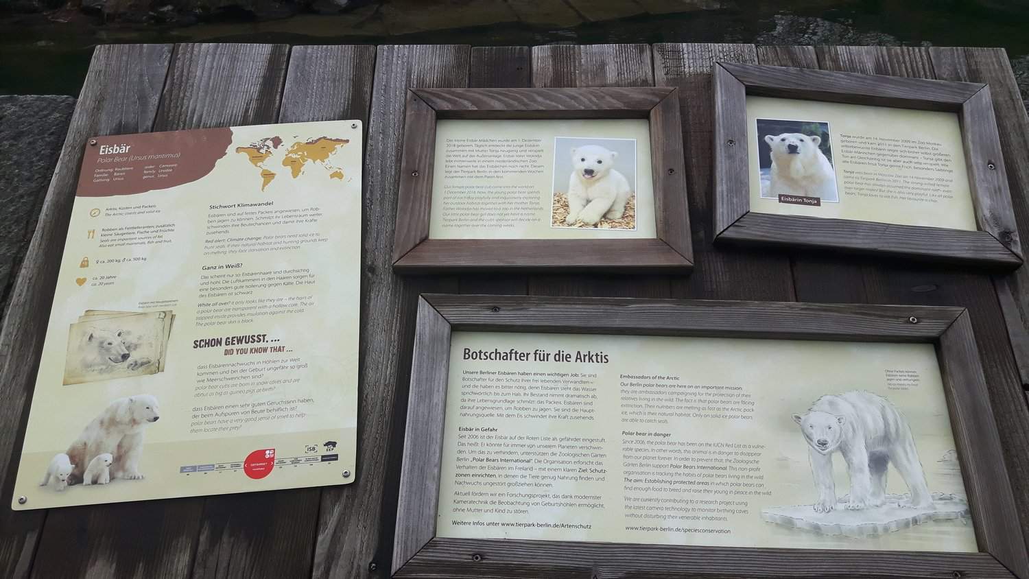 Eisbären Info Tafel imTerpark (Foto: Hans-Peter Gaul) Eisbärbaby Berlin.