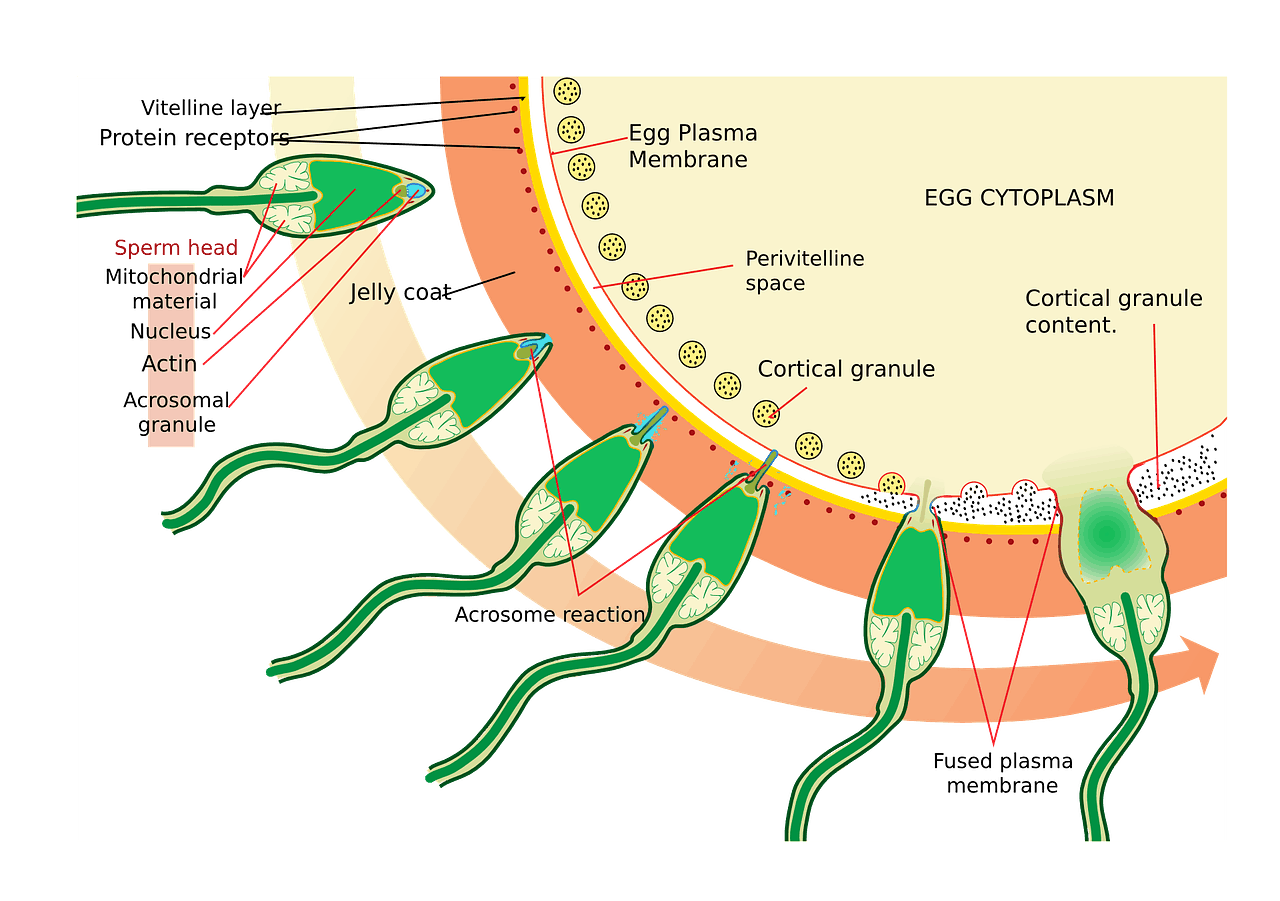 medizin wissenschaft diagramm biologie ei